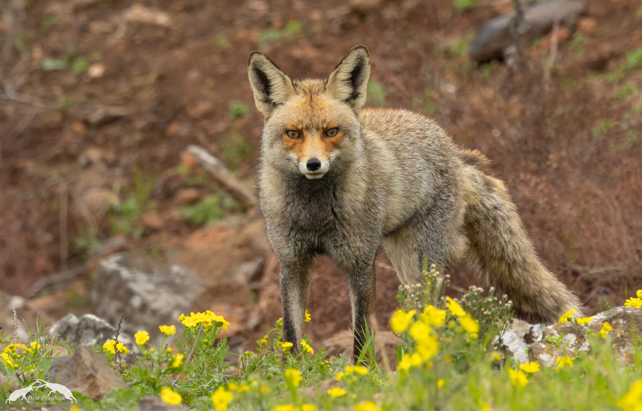 Wildlife image
